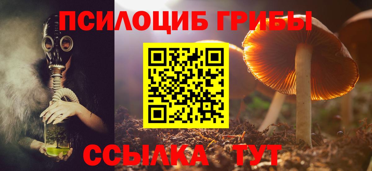 Псилоцибиновые грибы прущие грибы  Вход с VPN  Юрга  Псилоцибиновые грибы Psilocybe 